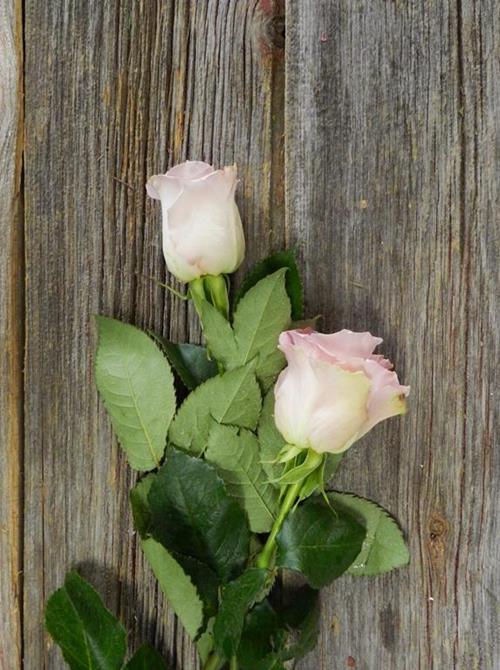 FAITH  LIGHT PINK ROSES